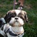 Bringing Your Furry Friend to Community Events in Rocklin, CA